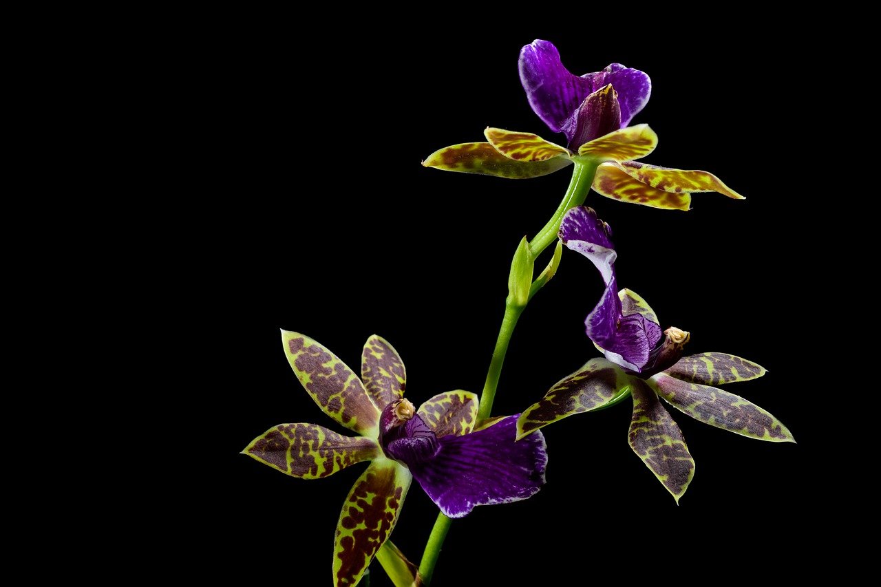 flower, flower background, orchid-7835396.jpg