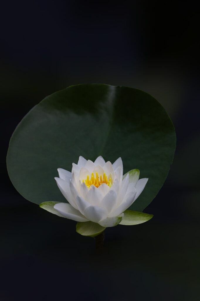 lotus, flower, water lily-6335296.jpg