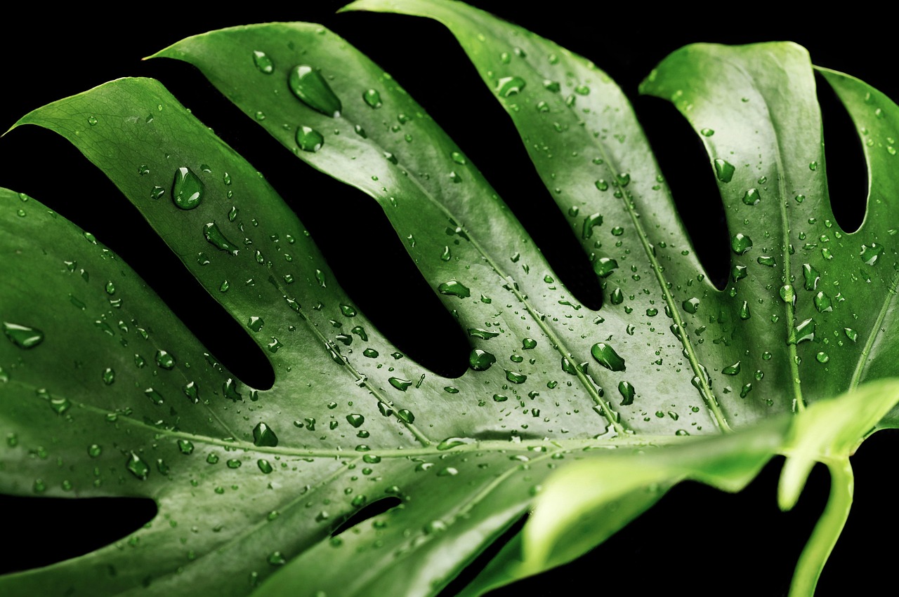 city, gardening, plant, wet, monstera-4648611.jpg